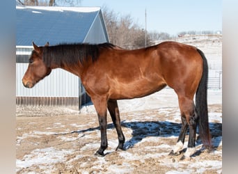 American Quarter Horse, Mare, 7 years, 15,3 hh, Bay