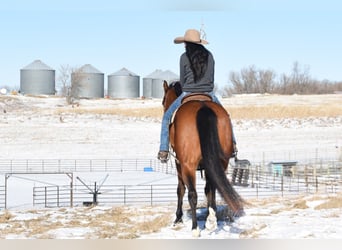 American Quarter Horse, Mare, 7 years, 15,3 hh, Bay