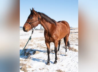 American Quarter Horse, Mare, 7 years, 15,3 hh, Bay
