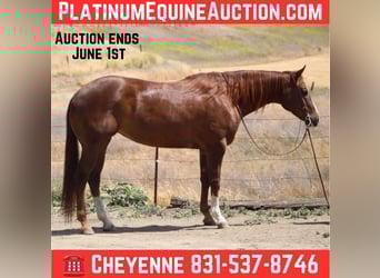American Quarter Horse, Mare, 7 years, 15,3 hh, Chestnut