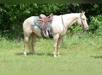 American Quarter Horse, Mare, 7 years, 15,3 hh, Palomino