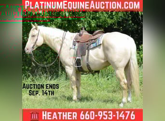 American Quarter Horse, Mare, 7 years, 15,3 hh, Palomino