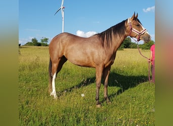 American Quarter Horse, Mare, 7 years, 16 hh, Roan-Bay