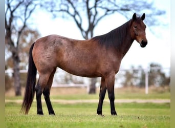 American Quarter Horse, Mare, 7 years, 16 hh, Roan-Bay