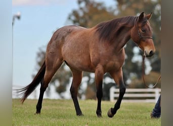 American Quarter Horse, Mare, 7 years, 16 hh, Roan-Bay