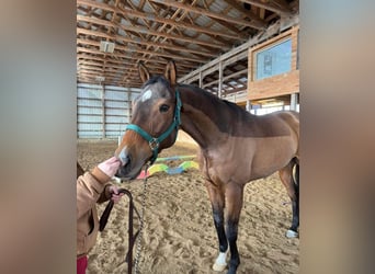 American Quarter Horse, Mare, 7 years, 16 hh, Roan-Bay