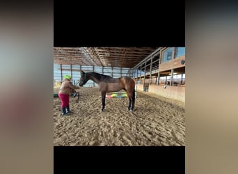 American Quarter Horse, Mare, 7 years, 16 hh, Roan-Bay