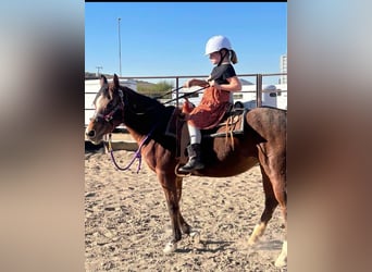 American Quarter Horse, Mare, 7 years, 16 hh, Roan-Bay