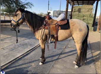 American Quarter Horse, Mare, 7 years, 17 hh, Buckskin