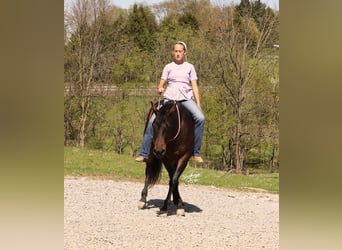 American Quarter Horse, Mare, 7 years, Bay-Dark