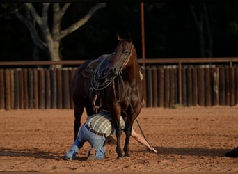 American Quarter Horse, Mare, 7 years, Bay