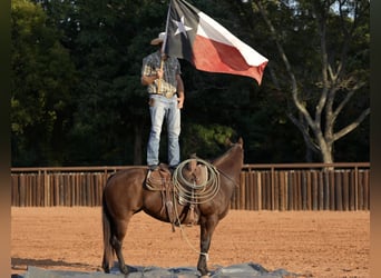 American Quarter Horse, Mare, 7 years, Bay
