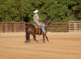 American Quarter Horse, Mare, 7 years, Bay