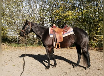 American Quarter Horse, Mare, 7 years, Black