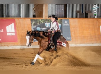American Quarter Horse, Mare, 7 years, Brown
