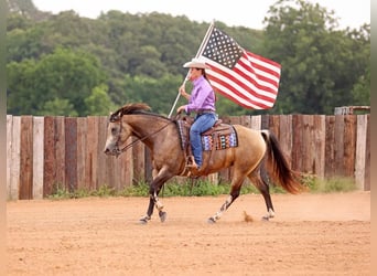 American Quarter Horse, Mare, 7 years, Buckskin