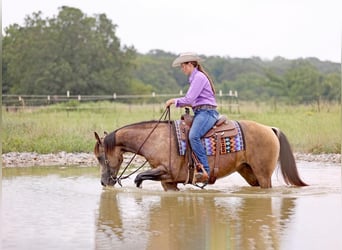 American Quarter Horse, Mare, 7 years, Buckskin