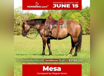 American Quarter Horse, Mare, 7 years, Grullo