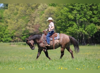 American Quarter Horse, Mare, 7 years, Grullo