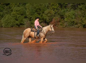 American Quarter Horse, Mare, 7 years, Palomino