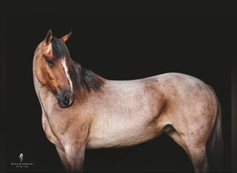 American Quarter Horse, Mare, 7 years, Roan-Bay