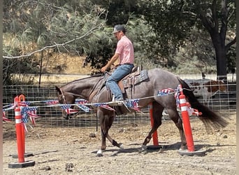 American Quarter Horse, Mare, 7 years, Roan-Red