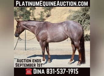 American Quarter Horse, Mare, 7 years, Roan-Red