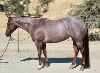 American Quarter Horse, Mare, 7 years, Roan-Red