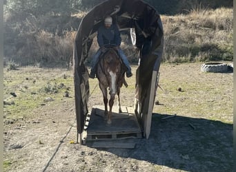 American Quarter Horse, Mare, 7 years, Roan-Red