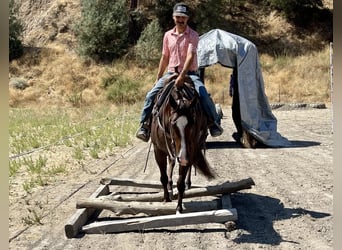 American Quarter Horse, Mare, 7 years, Roan-Red