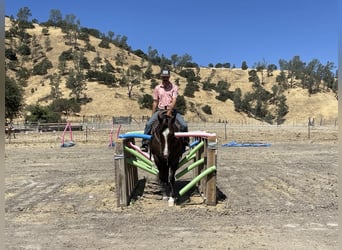 American Quarter Horse, Mare, 7 years, Roan-Red