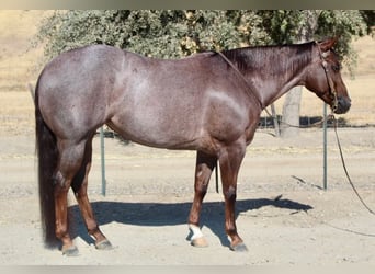 American Quarter Horse, Mare, 7 years, Roan-Red