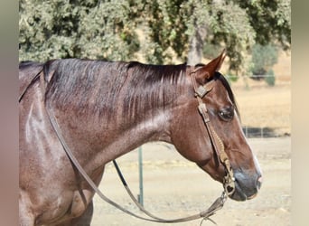 American Quarter Horse, Mare, 7 years, Roan-Red