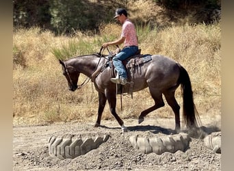 American Quarter Horse, Mare, 7 years, Roan-Red