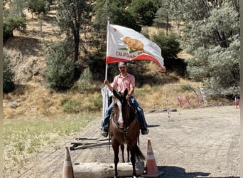 American Quarter Horse, Mare, 7 years, Roan-Red