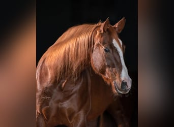 American Quarter Horse, Mare, 7 years, Sorrel