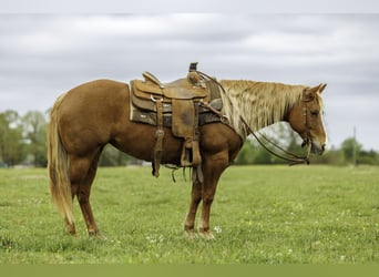 American Quarter Horse, Mare, 7 years, Sorrel