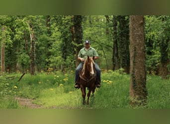 American Quarter Horse, Mare, 7 years, Sorrel