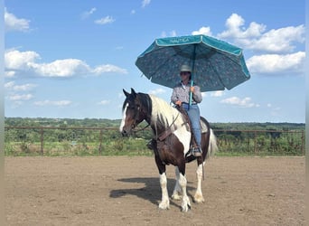 American Quarter Horse, Mare, 7 years, Tobiano-all-colors