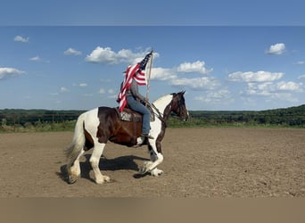 American Quarter Horse, Mare, 7 years, Tobiano-all-colors