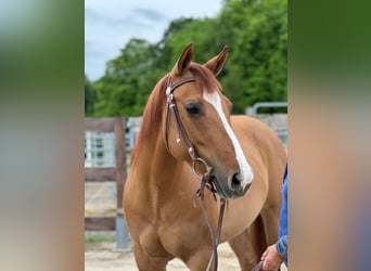 American Quarter Horse, Mare, 7 years