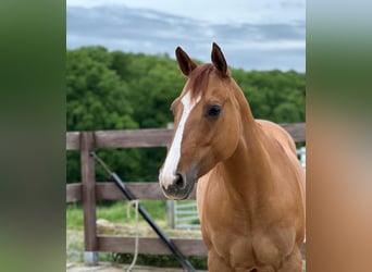 American Quarter Horse, Mare, 7 years