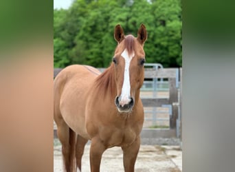American Quarter Horse, Mare, 7 years