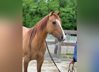 American Quarter Horse, Mare, 7 years