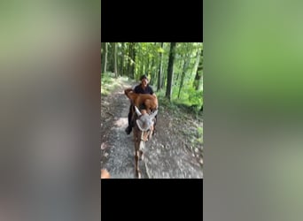 American Quarter Horse, Mare, 7 years