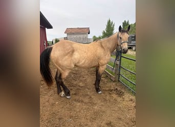 American Quarter Horse, Mare, 7 years