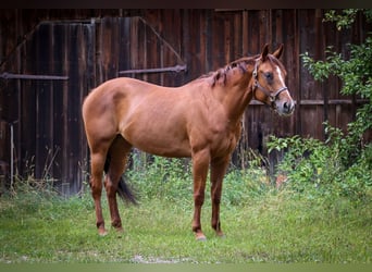 American Quarter Horse, Mare, 7 years