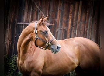 American Quarter Horse, Mare, 7 years