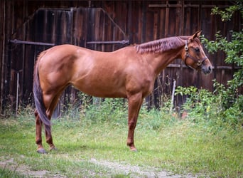 American Quarter Horse, Mare, 7 years