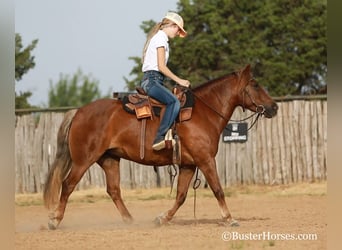 American Quarter Horse, Mare, 8 years, 12.1 hh, Bay